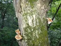 image-757201174.webp