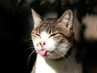 funny-city-cat_1024x768-299389.webp