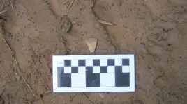 Knapped point Seminole site 01A.webp