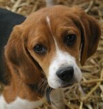 beagle-puppy-photos.jpg