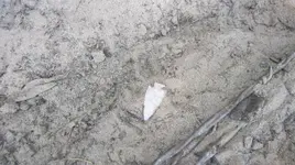 Knapped point Seminole site 6.webp