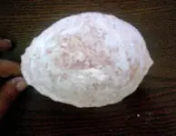 Vault-inoceramus.webp