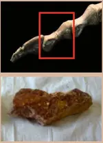 dinosaur-3-left-footcompare.webp