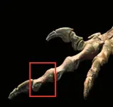 dinosaur-3-left-footLG.webp