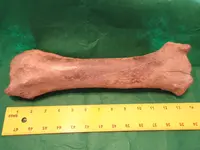 bigbone1.webp