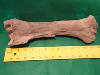bigbone2.webp