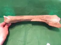 bigbone3.webp