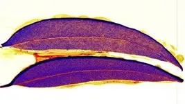 gold-leaf-deposit.webp