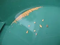 Gold from Golden #35.webp