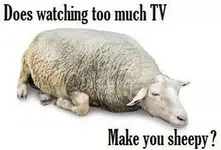 sheepysplash.webp