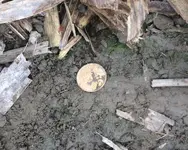 Gold coin.webp
