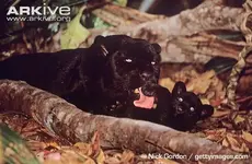 Melanistic-jaguar-grooming-six-week-old-cub.webp