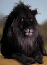 melanistic-animals-misscuteness.com-1.webp