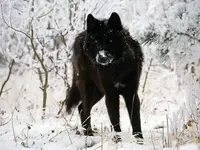 melanistic-black-wolf.webp