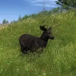 Species_MD_B_melanistic.webp