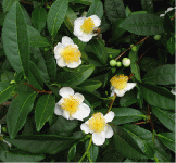 teaplant.gif teaplant.gif