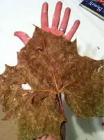 image-223523372.webp