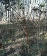 image-4191811506.webp