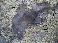 art23.webp