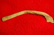 arrowheads 083.webp