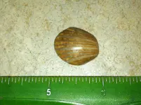 Shell.webp