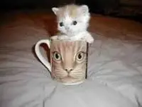 cupocat.webp