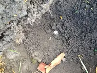 image-1068526185.webp