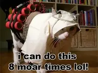 569423-cat.webp