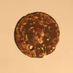 NH FINDS 11-15-2013 012.webp