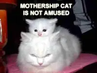 mothershipcat.b_0.webp