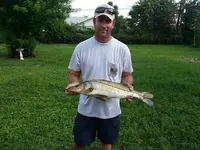 snook 2.webp