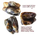 tapiruppers.webp