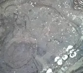 Stone Engrave Flower.webp