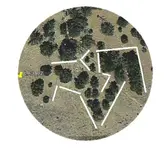 LAD_02trees.webp
