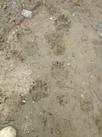 Bear_Tracks.webp