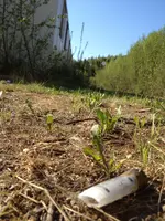 Shotgun_Shell_Camp.webp