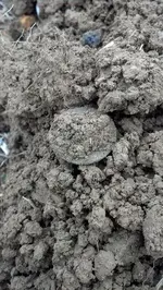 1) Copper in dirt.webp