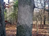 white oak bark.webp