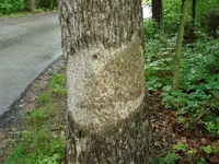 Cankers1250.webp