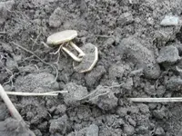 PA020034.webp