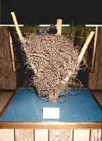 crownest.webp