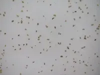 gold-sparkle-laminate-1-5.webp