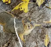 squirrell in tree.webp