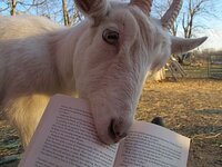 Goat-eats-book.JPG
