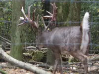 100_0272.webp
