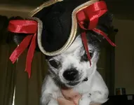 pirate.webp