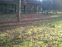 Park.webp