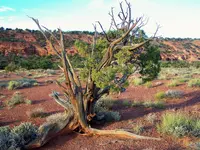 torrey utah 2.webp