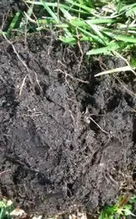 crdirt.webp