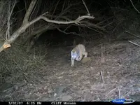 bobcat.webp